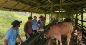 Kukar Dapat 1.400 Dosis Inseminasi Buatan dari Kementan RI