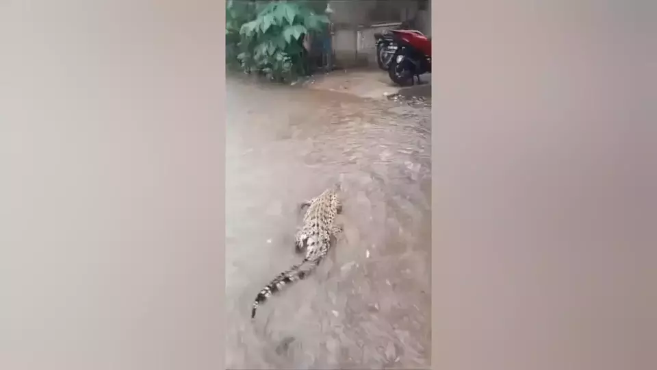 Banjir Satu Meter di Kutai Timur, Warga Laporkan Kemunculan Buaya Berkeliaran