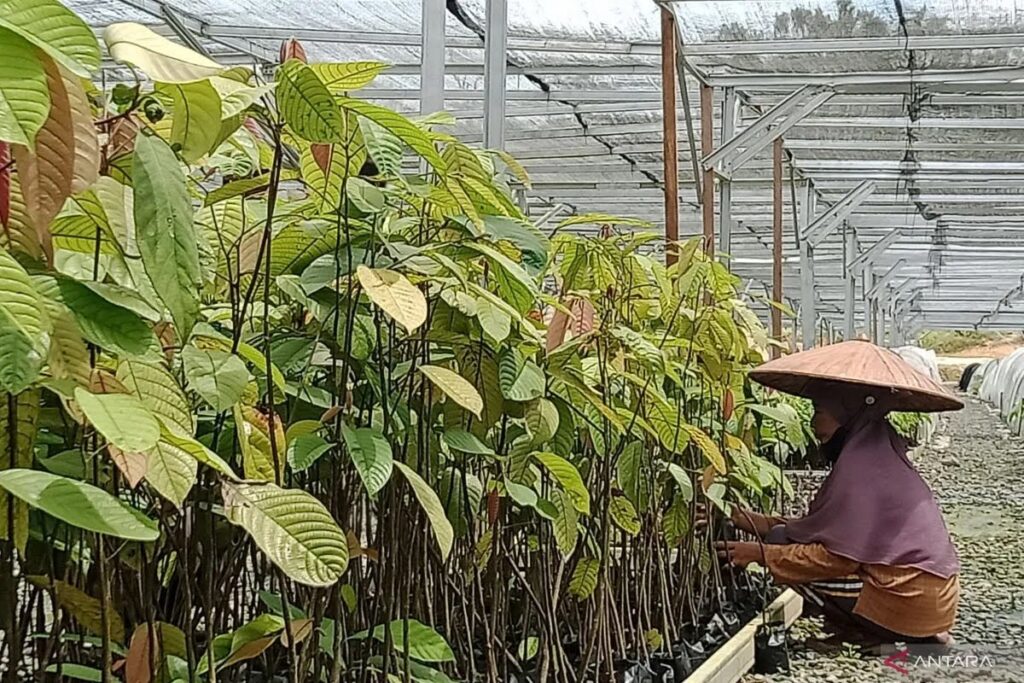 Persemaian Mentawir: Suplai Bibit Pohon untuk Hijaukan IKN dan Kalimantan