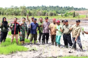 Bupati Kukar Tanam Padi di Sawah Baru untuk Perkuat Ketahanan Pangan