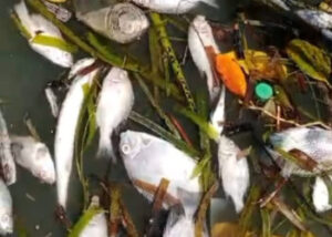 Kades Santan Ilir Benarkan Laporan Ribuan Ikan Mati, Tunggu Data Akurat Sebelum Penindakan