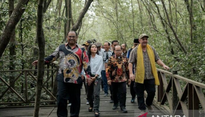 Dana Hibah M4CR Dorong Ekowisata Mangrove di Penajam