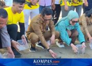 Balikpapan Tolak Reklamasi Pantai, Pelepasan 80 Tukik Jadi Dasar Lindungi Habitat Penyu