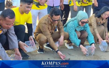 Balikpapan Tolak Reklamasi Pantai, Pelepasan 80 Tukik Jadi Dasar Lindungi Habitat Penyu