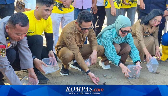 Balikpapan Tolak Reklamasi Pantai, Pelepasan 80 Tukik Jadi Dasar Lindungi Habitat Penyu