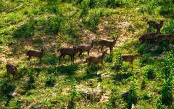 Rusa sambar di kawasan hutan Ibu Kota Nusantara sebagai penanda pemulihan ekosistem forest city IKN.