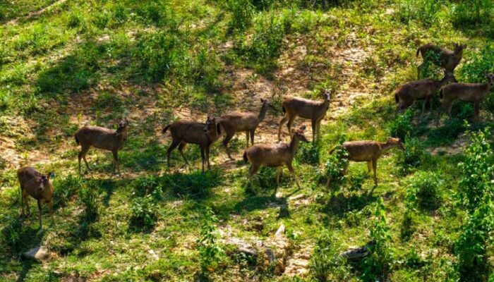 Beruang Madu hingga Lutung Merah Kembali Muncul, OIKN Sebut Ekosistem IKN Mulai Pulih