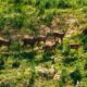 Beruang Madu hingga Lutung Merah Kembali Muncul, OIKN Sebut Ekosistem IKN Mulai Pulih