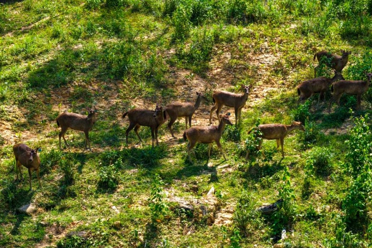Rusa sambar di kawasan hutan Ibu Kota Nusantara sebagai penanda pemulihan ekosistem forest city IKN.