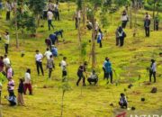 OIKN dan Perbanas Tanam 1.153 Pohon di KIPP, Perkuat Konsep Kota Hutan IKN