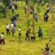 OIKN dan Perbanas Tanam 1.153 Pohon di KIPP, Perkuat Konsep Kota Hutan IKN