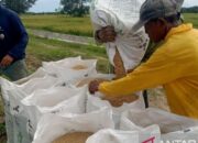 PPU Percepat Tanam Padi Hadapi Kemarau 2026, Siapkan Benih Tahan Kering dan Puluhan Pompa Air