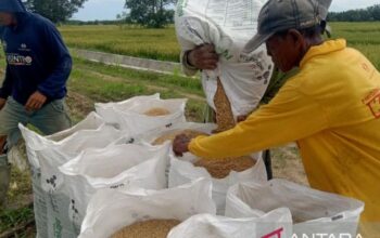 PPU Percepat Tanam Padi Hadapi Kemarau 2026, Siapkan Benih Tahan Kering dan Puluhan Pompa Air