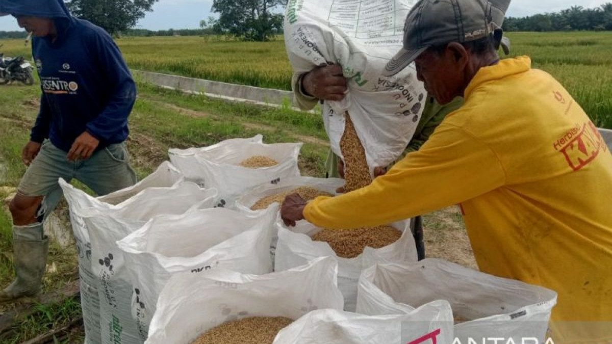 Hamparan sawah di Penajam Paser Utara untuk ilustrasi percepatan tanam padi menghadapi musim kemarau 2026.