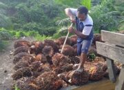 Bupati PPU Soroti Kontribusi Sawit yang Dinilai Belum Seimbang dengan Kerusakan Infrastruktur
