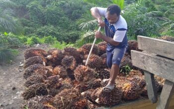 Bupati PPU Soroti Kontribusi Sawit yang Dinilai Belum Seimbang dengan Kerusakan Infrastruktur
