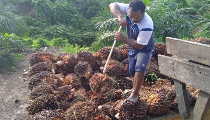 Bupati PPU Soroti Kontribusi Sawit yang Dinilai Belum Seimbang dengan Kerusakan Infrastruktur