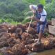 Bupati PPU Soroti Kontribusi Sawit yang Dinilai Belum Seimbang dengan Kerusakan Infrastruktur